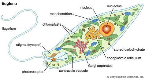   Euglena！ これは、光合成と捕食を両方行うことができるユニークな単細胞生物です。