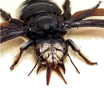  Xylocopa! 驚きの多足動物！森の奥底に潜む、謎めいた巨大な虫の世界