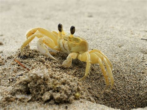   Ghost Crab 幽霊のような姿と驚異的なスピードで砂浜を駆け抜ける甲殻類！