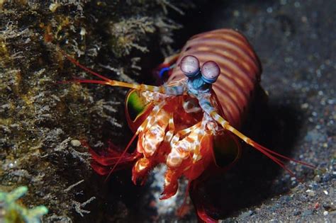  ギリー！ 驚異的な再生能力を持つ海の昆虫、その生態を徹底解説