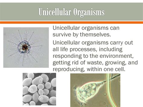  Gregerina: はて、この単細胞生物は一体どのようにして生きているのだろう？