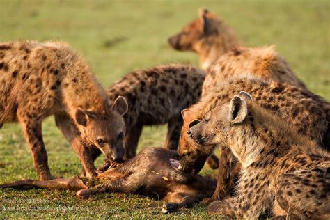  ハイエナは夜行性で知られる、驚くほど賢くて社会的な動物！