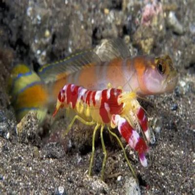  ポージー！鮮やかな体色と独特な行動で水中の世界を彩る魚