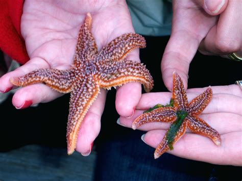  クモヒトデの驚異的な再生能力と鮮やかな色彩は、水中の芸術作品を生み出す！