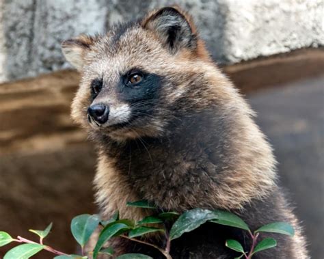  タヌキの驚くべき適応力！この機知に富んだ動物は、都市部から山岳地帯まであらゆる環境に溶け込んでいる