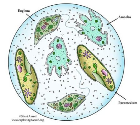  ヴァクラテリア！単細胞生物の驚異的な世界を探検しましょう：変形能力と食物摂取のユニークな戦略