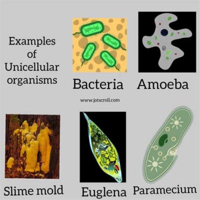  ヴァリネラ：単細胞の生き物でありながら、驚くべき複雑さで生物界を驚かせる！