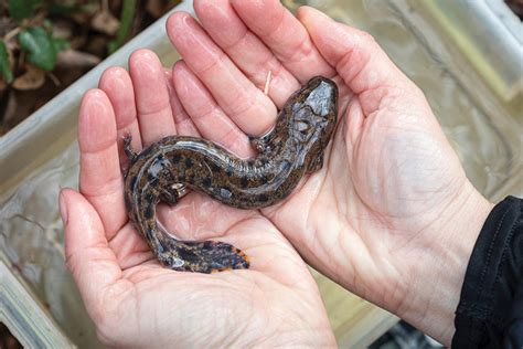  ウォータードッグ！水辺で暮らすこの奇妙な両生類は、一体どんな生活をしているのだろうか？